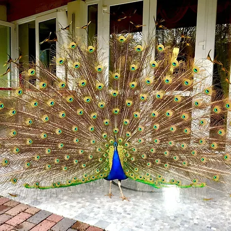 Hotel Park Junior 4*