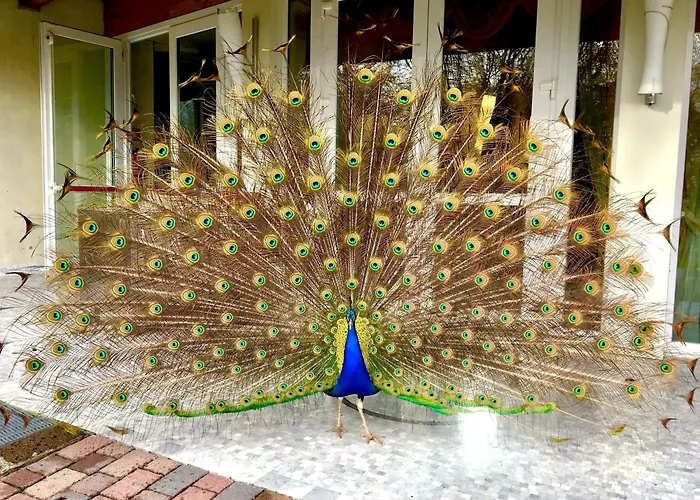 Szálloda Park Junior 4*