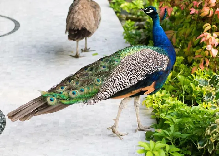 Szálloda Park Junior